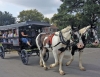 Amish Country Carriage Ride